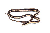 Eastern garter snake (Thamnophis sirtalis sirtalis), captive, occurs  North America