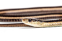 Eastern garter snake (Thamnophis sirtalis sirtalis), captive, occurs North America