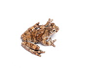 Marbled tree frog (Dendropsophus marmoratus), captive, occurs South America