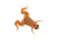 African clawed toad (Xenopus laevis), captive, occurs Africa