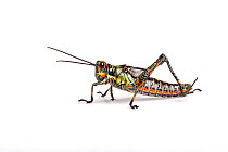 Ecuadorian lubber grasshopper (Chromacris psittacus pacificus), captive, occurs Ecuador.