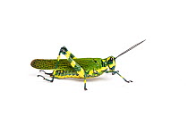 Ecuadorian lubber grasshopper (Chromacris psittacus pacificus), captive, occurs Ecuador.