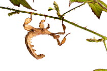 Macleay's spectre stick insect (Extatosoma tiaratum), captive, occurs Australasia