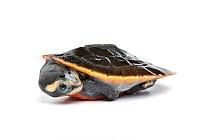 Red bellied short neck turtle (Emydura subglobosa), captive juvenile, occurs New Guinea