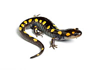 Spotted salamander (Ambystoma maculatum), captive, occurs North America