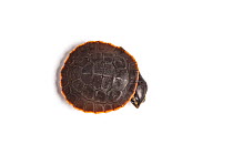 Red bellied short neck turtle (Emydura subglobosa), captive, from New Guinea