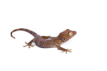 Tokay gecko (Gecko gekko), Captive from South East Asia