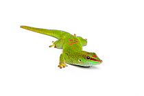Giant day gecko (Phelsuma grandis), captive, occurs Madagascar