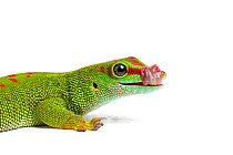 Giant day gecko (Phelsuma grandis), cleaning eye with tongue, captive, occurs Madagascar