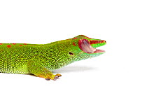 Giant day gecko (Phelsuma grandis), cleaning eye with tongue, captive, occurs Madagascar.