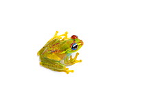 Central bright-eyed frog (Boophis rappoides), captive, occurs Madagascar.