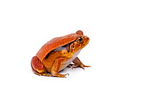Tomato frog (Dyscophus guineti), captive, occurs Madagascar