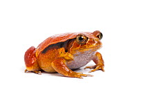 Tomato frog (Dyscophus guineti), captive, occurs Madagascar