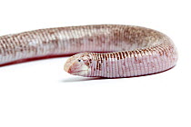 Zarudny's worm lizard (Diplometopon zarudnyi), captive, occurs the Middle East