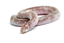 Zarudny's worm lizard (Diplometopon zarudnyi), captive, occurs Middle East