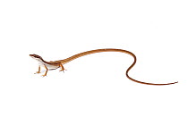 Six-lined long-tailed lizard (Takydromus sexlineatus), captive, occurs South East Asia