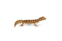 Carrot-tail viper gecko (Hemidactylus imbricata), captive, occurs India and Pakistan.