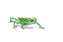 Waxy leaf frog (Phyllomedusa sauvagii), captive, occurs South and Central America