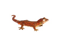 Bavay's Giant Gecko (Mniarogekko chahoua ), captive, occurs New Caledonia
