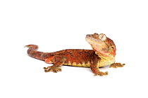 Bavay's Giant Gecko (Mniarogekko chahoua), captive, occurs New Caledonia