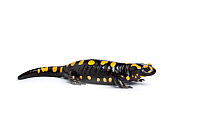 Corsican salamander (Salamandra corsica), captive, occurs Corisca