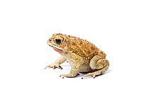 Asian common toad (Duttaphrynus melanostictus), male in breeding coloration, captive, occurs Asia