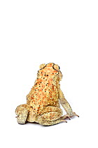 Asian common toad (Duttaphrynus melanostictus), male in breeding coloration rear view, captive, occurs Asia