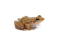 Ahl's river frog (Phrynobatrachus latifrons), captive, occurs West Africa.