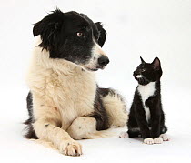 Black-and-white Border Collie bitch, with black-and-white tuxedo male kitten, at 9 weeks.