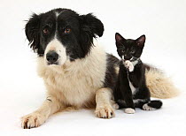 Black-and-white Border Collie bitch, with black-and-white tuxedo male kitten, 9 weeks.