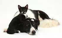 Black-and-white Border Collie bitch, with black-and-white tuxedo kitten, 10 weeks old.