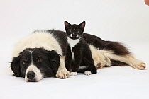 Black-and-white Border Collie bitch, with black-and-white tuxedo male kitten, 9 weeks