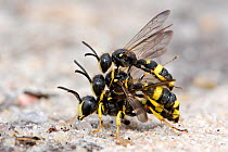 Digger Wasp (Cerceris rybyensis) Mating pair with third male attempting to displace his rival, West sussex, England, UK, July