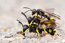 Digger Wasp (Cerceris rybyensis) Female carrying two males attempting to displace one another to mate, West sussex, England, UK, July