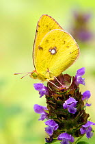 Clouded yellow butterfly (Colias crocea) on Self heal flower (Prunella vulgaris), captive, UK, July