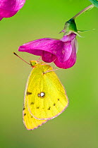 Clouded yellow butterfly (Colias crocea) On Wild sweet pea flower, Captive, UK, July