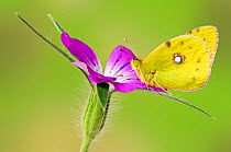 Clouded yellow butterfly (Colias crocea) On Corncockle flower (Agrostemma githago), Captive, UK, July