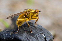 Yellow Dung Fly (Scathophaga stercoraria) On sheep dung, Wales, UK, June