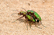 Green tiger beetle (Cicindela campestris) Mating pair, Cornwall, England, UK, May