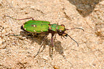 Green tiger beetle (Cicindela campestris) portrait on sand, Cornwall, England, UK, May