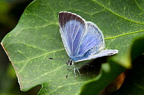 Holly Blue butterfly (Celastrina argiollus) On ivy leaf (Hedera sp) with wings open, Hertfordshire, England, UK, May