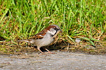 House sparrow (Passer domesticus) on pathway collecting nesting material, Wales, UK, June
