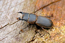 Lesser Stag Beetle (Dorcus parallelipipedus) male on rotton log, Hertfordshire, England, UK, June