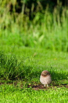 Little owl (Athene noctua) chick on ground in orchard, Hertfordshire, England, UK, June