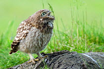 Little owl (Athene noctua) chick calling for food from tree stump, Hertfordshire, England, UK, June