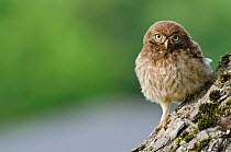 Little owl (Athene noctua) Chick branching, Hertfordshire, England, UK, June