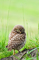 Little owl (Athene noctua) Chick portrait on tree stump, Hertfordshire, England, UK, June