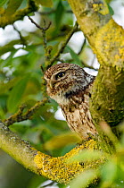 Little owl (Athene noctua) adult in tree, Hertfordshire, England, UK, June