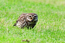Little owl (Athene noctua) Adult eating Stag beetle, Hertfordshire, England, UK, June