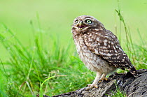 Little owl (Athene noctua) Chick calling for food from tree stump, Hertfordshire, England, UK, June